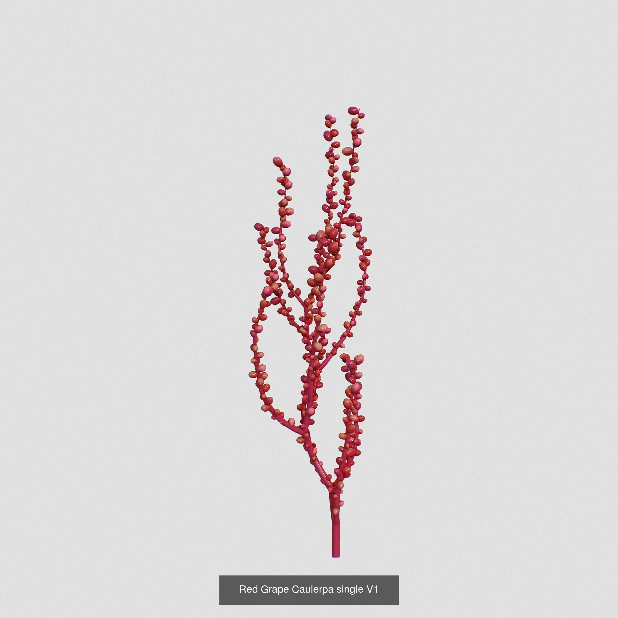 Seaweed set small 3D Model Collection_4