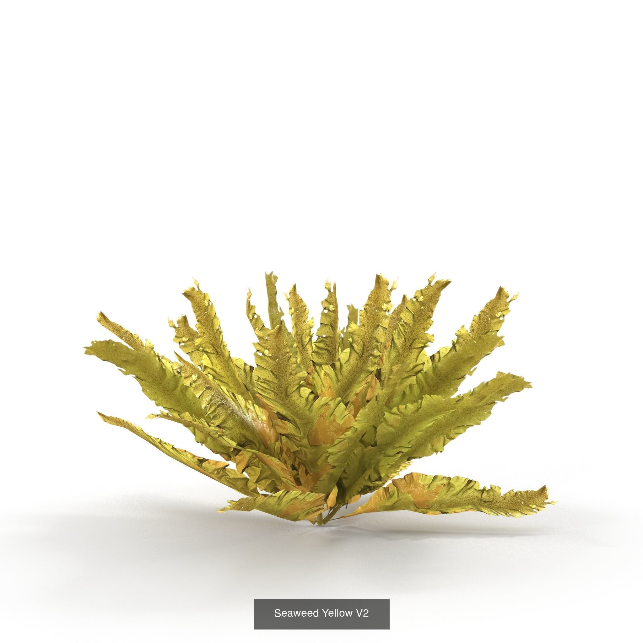 Seaweed set small 3D Model Collection_11