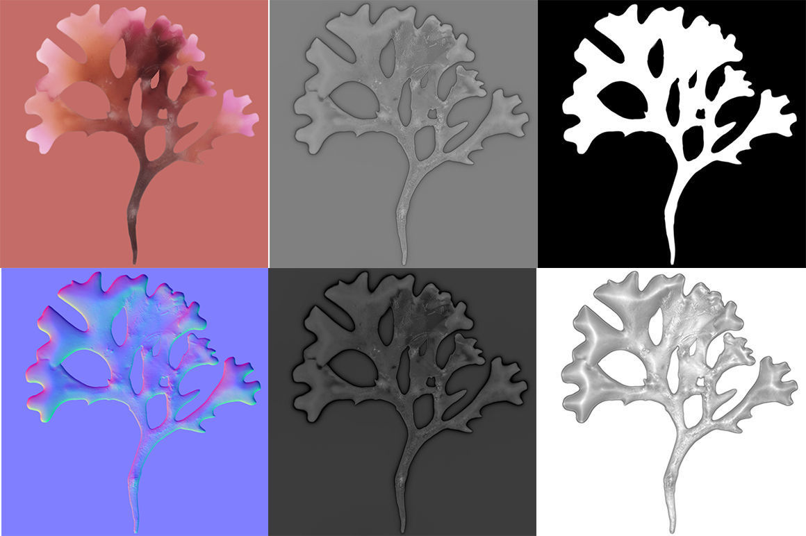 Seaweed set small 3D Model Collection_18