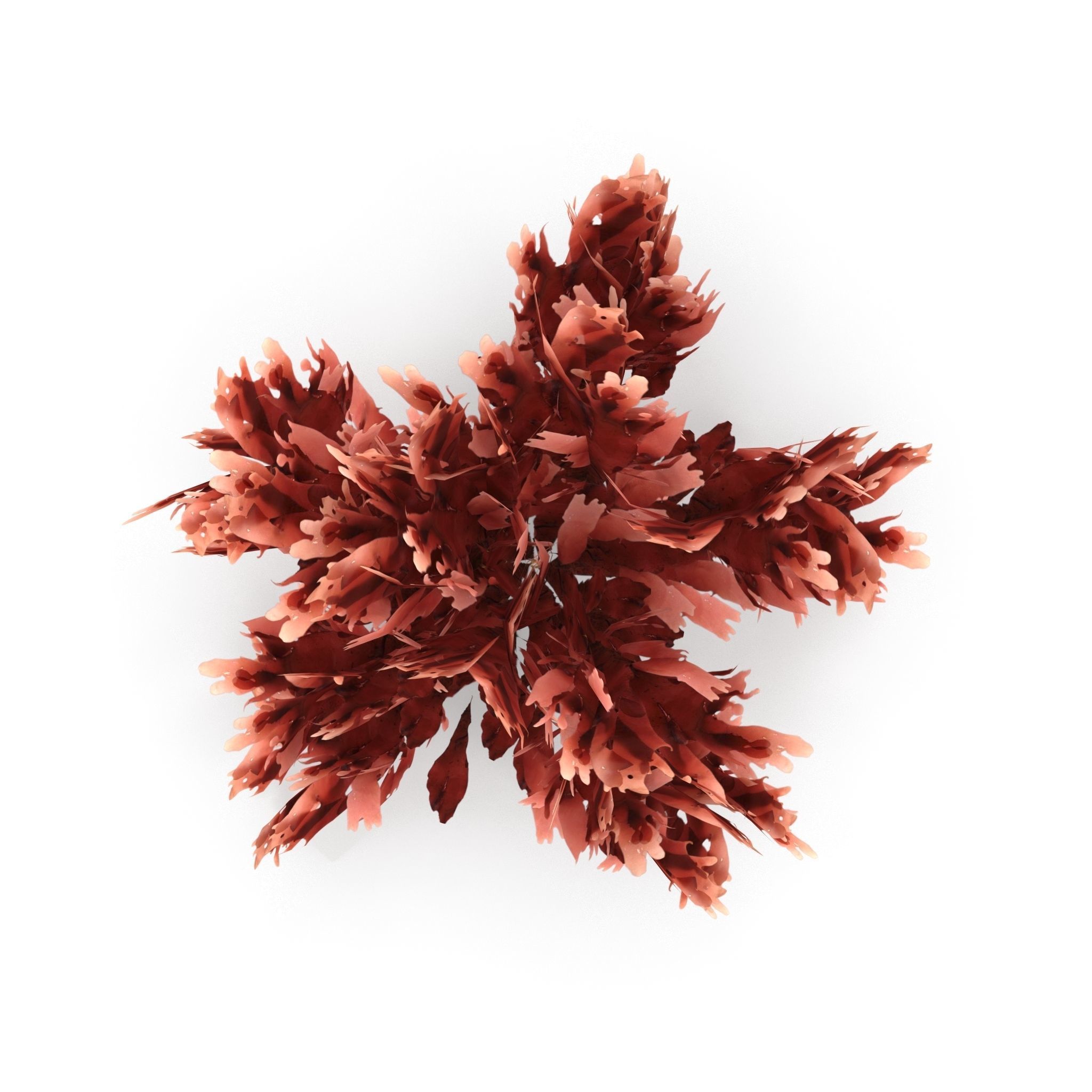 Seaweed set small 3D Model Collection_20