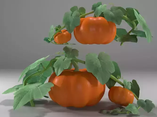 Pumpkin bush