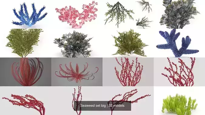Seaweed set big 3D Model Collection
