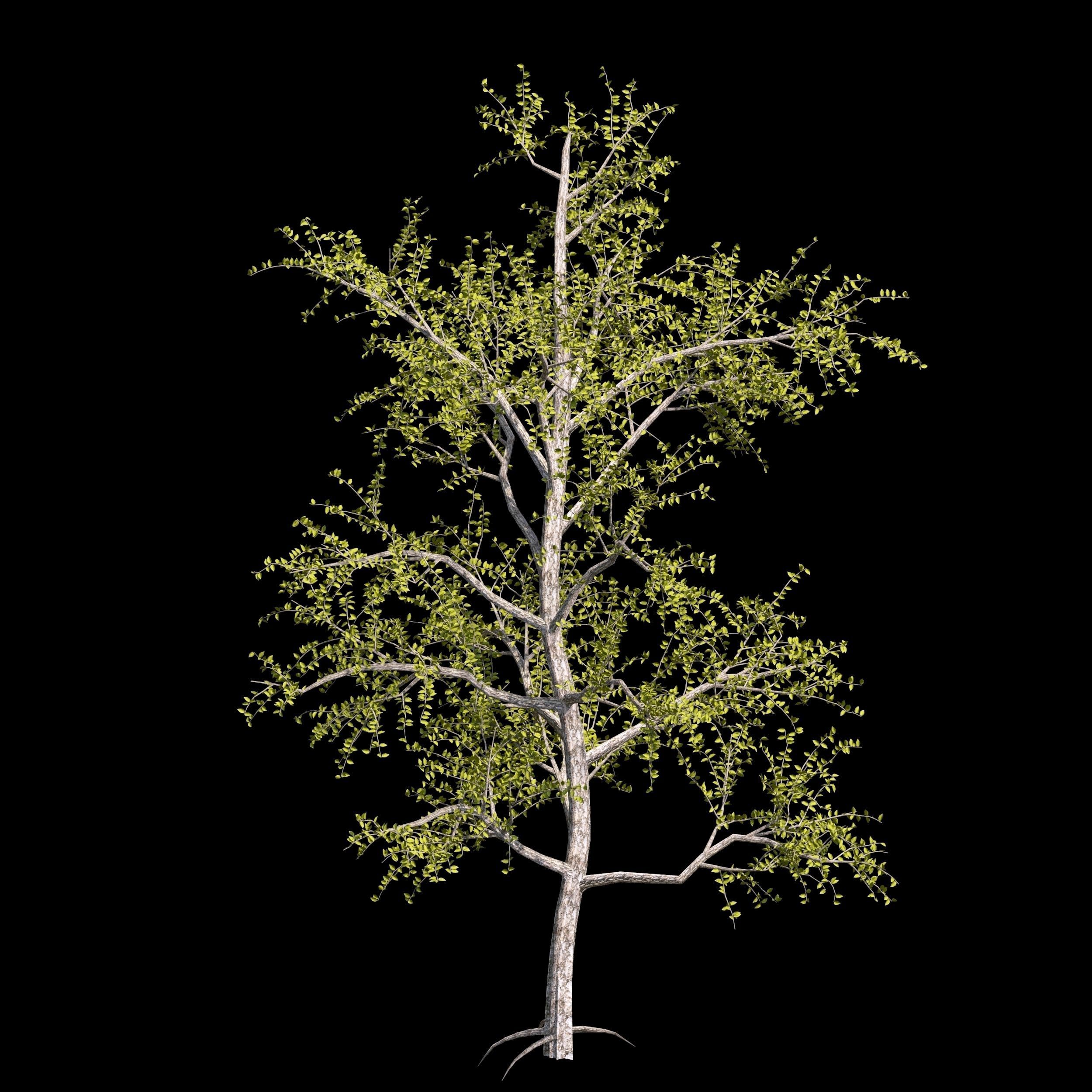 Pack of 5 trees separate model 3D model_9