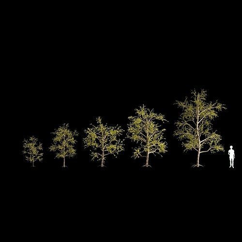 Pack of 5 trees separate model 3D model
