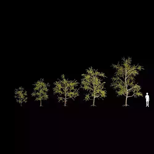 Pack of 5 trees separate model 3D model