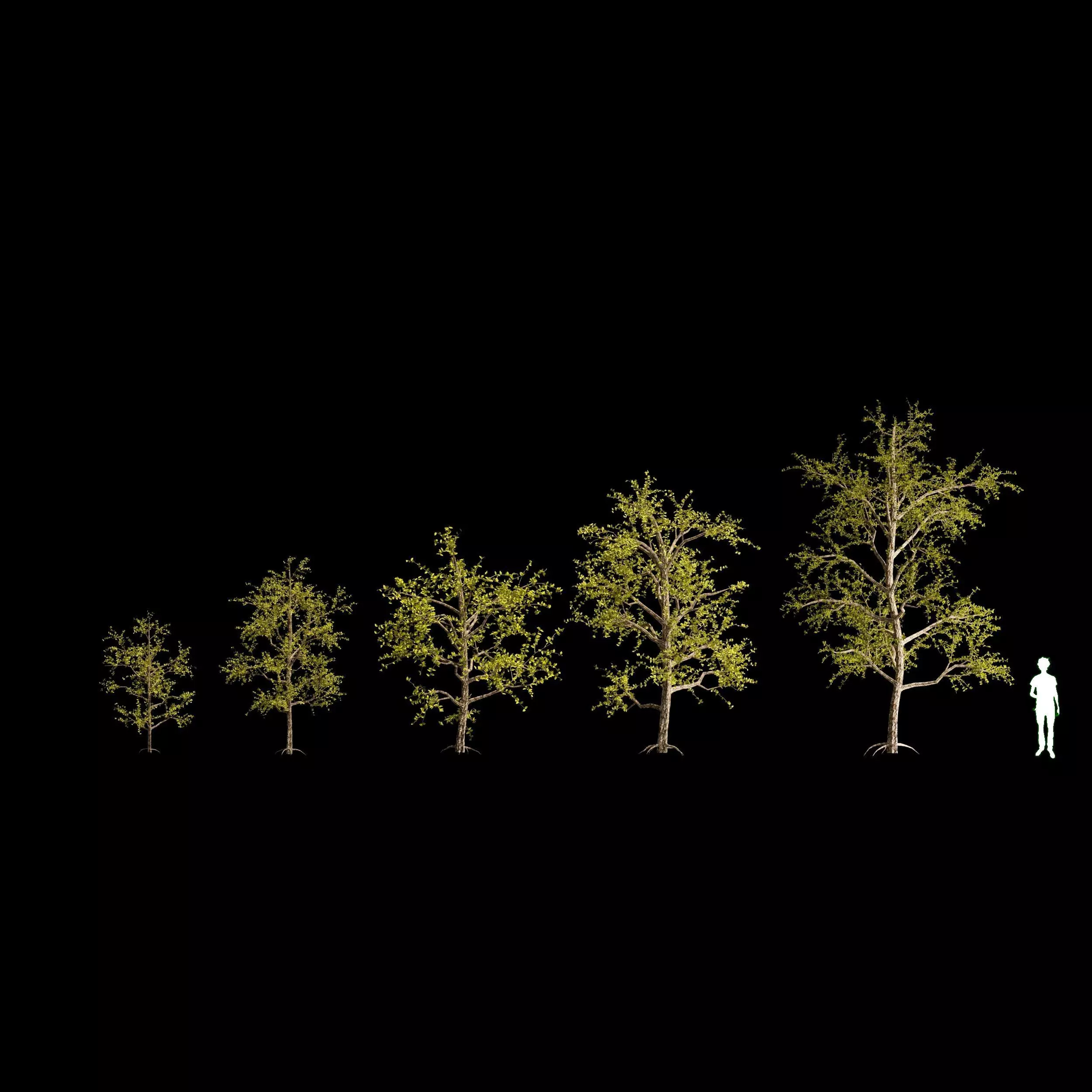 Pack of 5 trees separate model 3D model_0