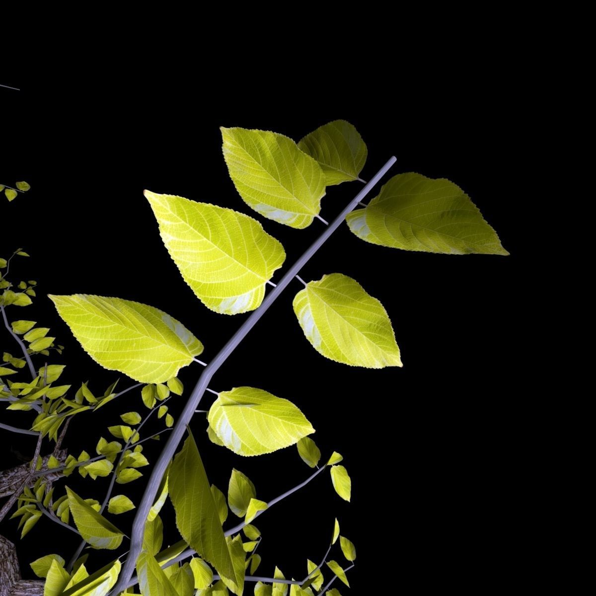 Pack of 5 trees separate model 3D model_2
