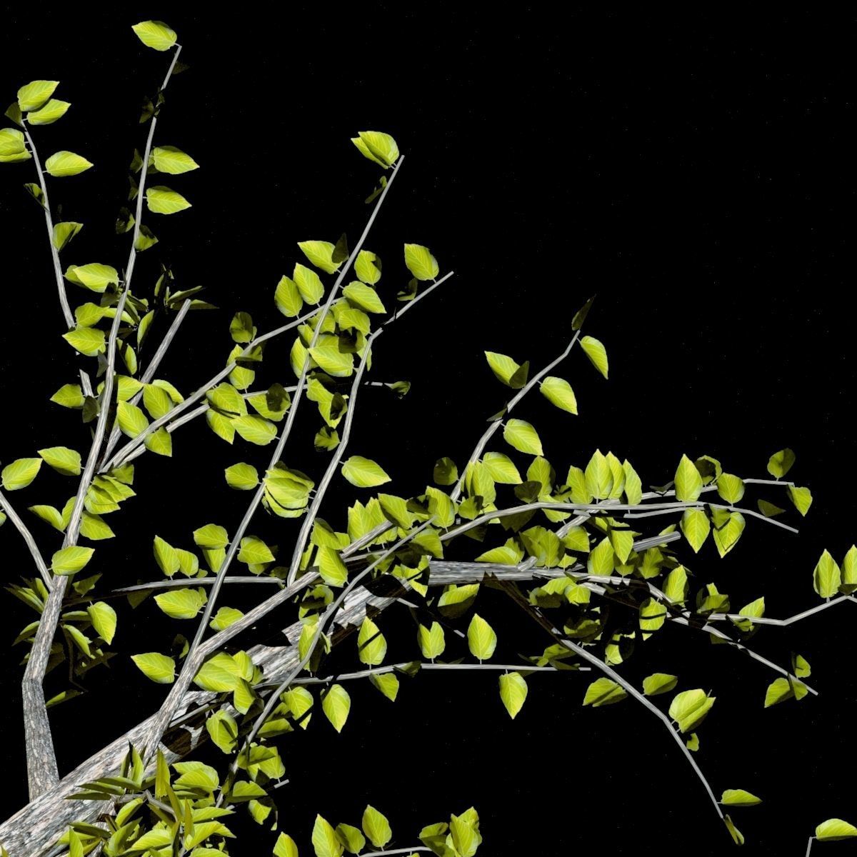 Pack of 5 trees separate model 3D model_4
