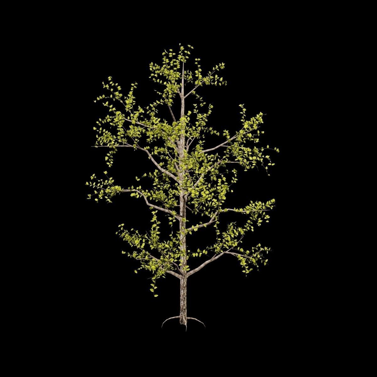 Pack of 5 trees separate model 3D model_12