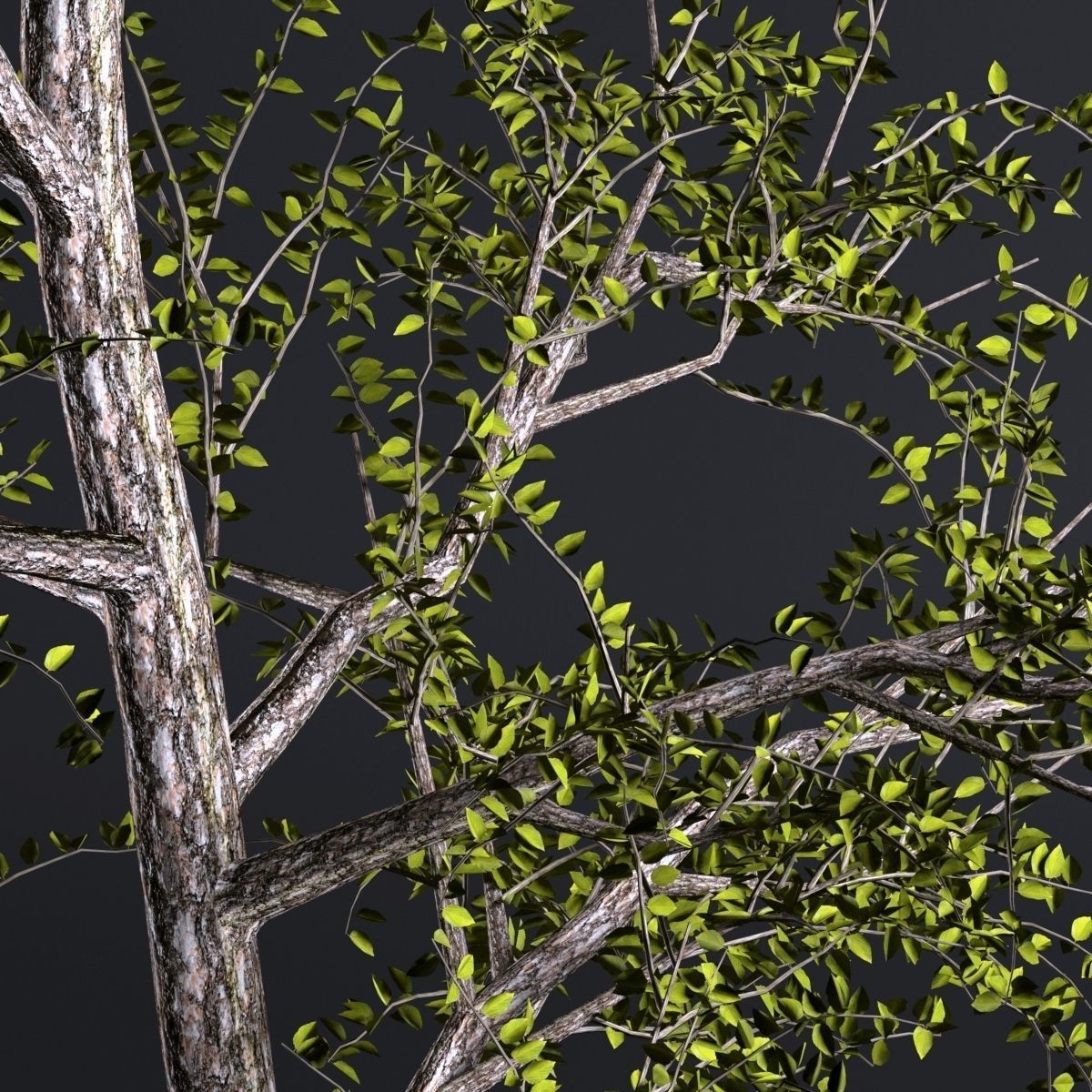Pack of 5 trees separate model 3D model_7