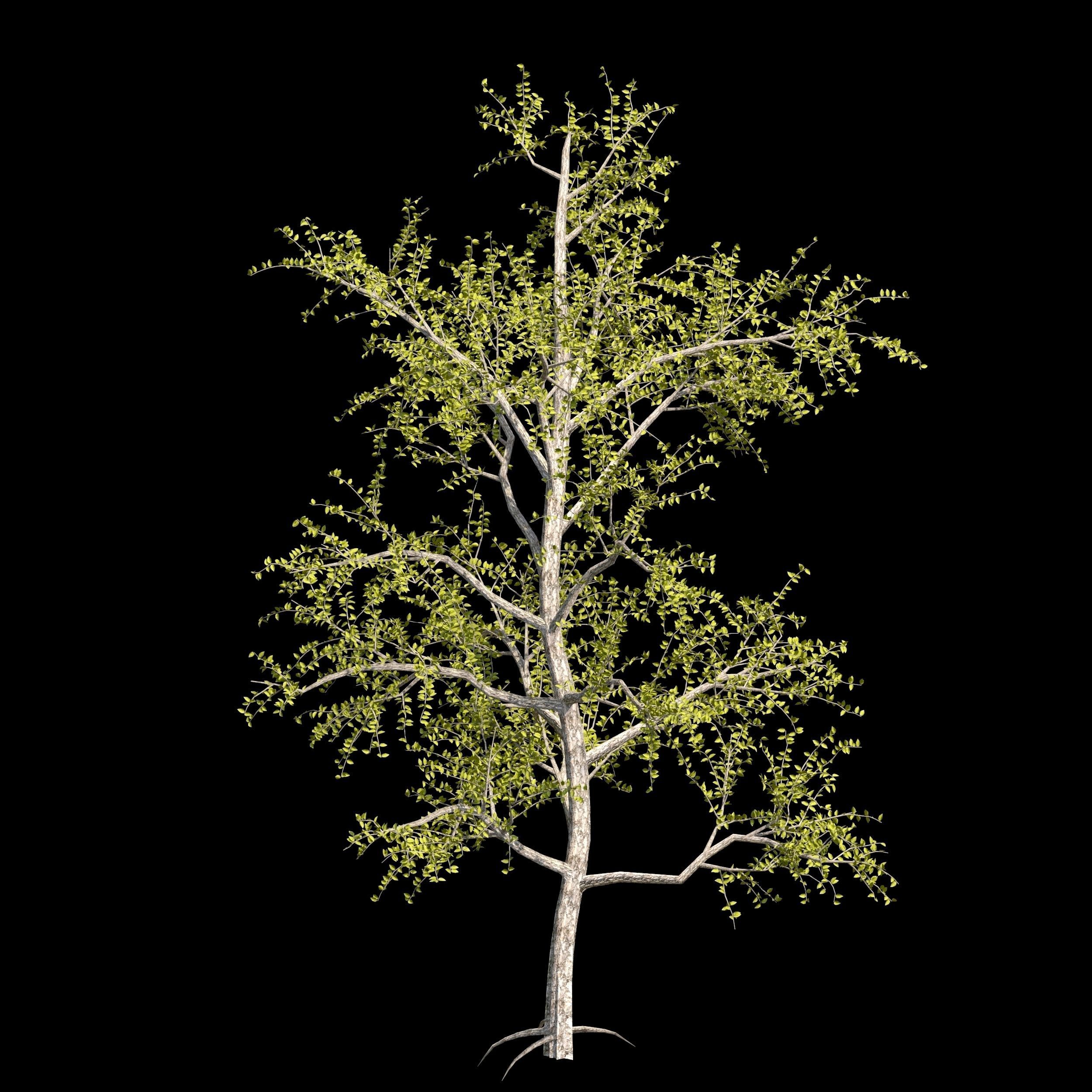 Pack of 5 trees separate model 3D model_17