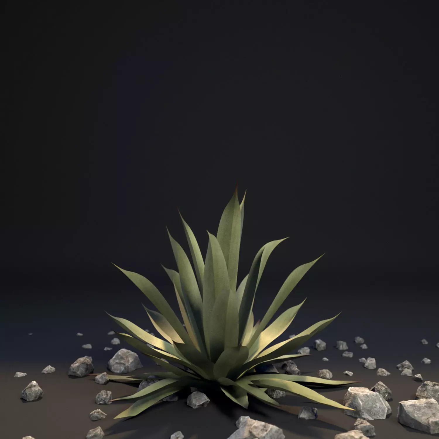 Agave III Agave americana 3D model