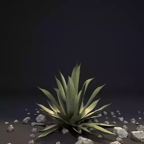 Agave III Agave americana 3D model
