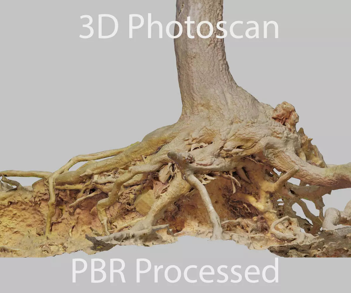 PBR Oak Roots Big Photoscan Trunk Low-poly 3D model