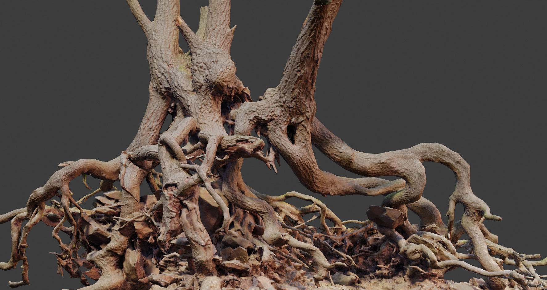 PBR Oak Roots Big Photoscan  Low-poly 3D model_6