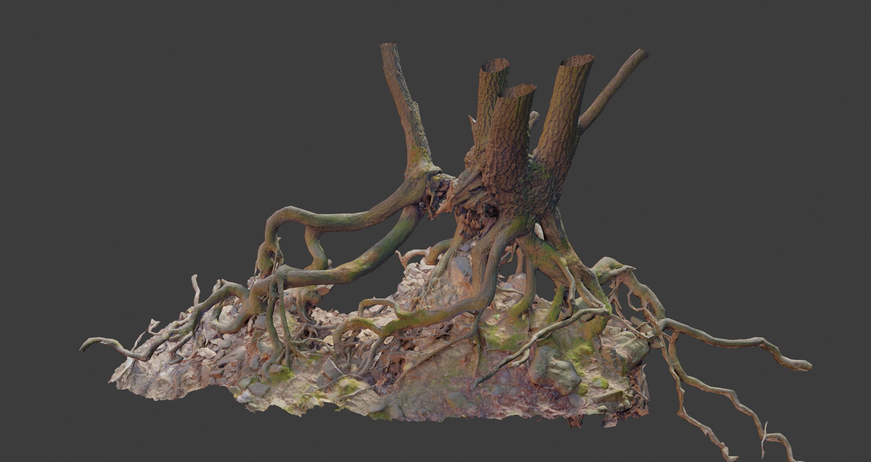 PBR Oak Roots Big Photoscan  Low-poly 3D model_10