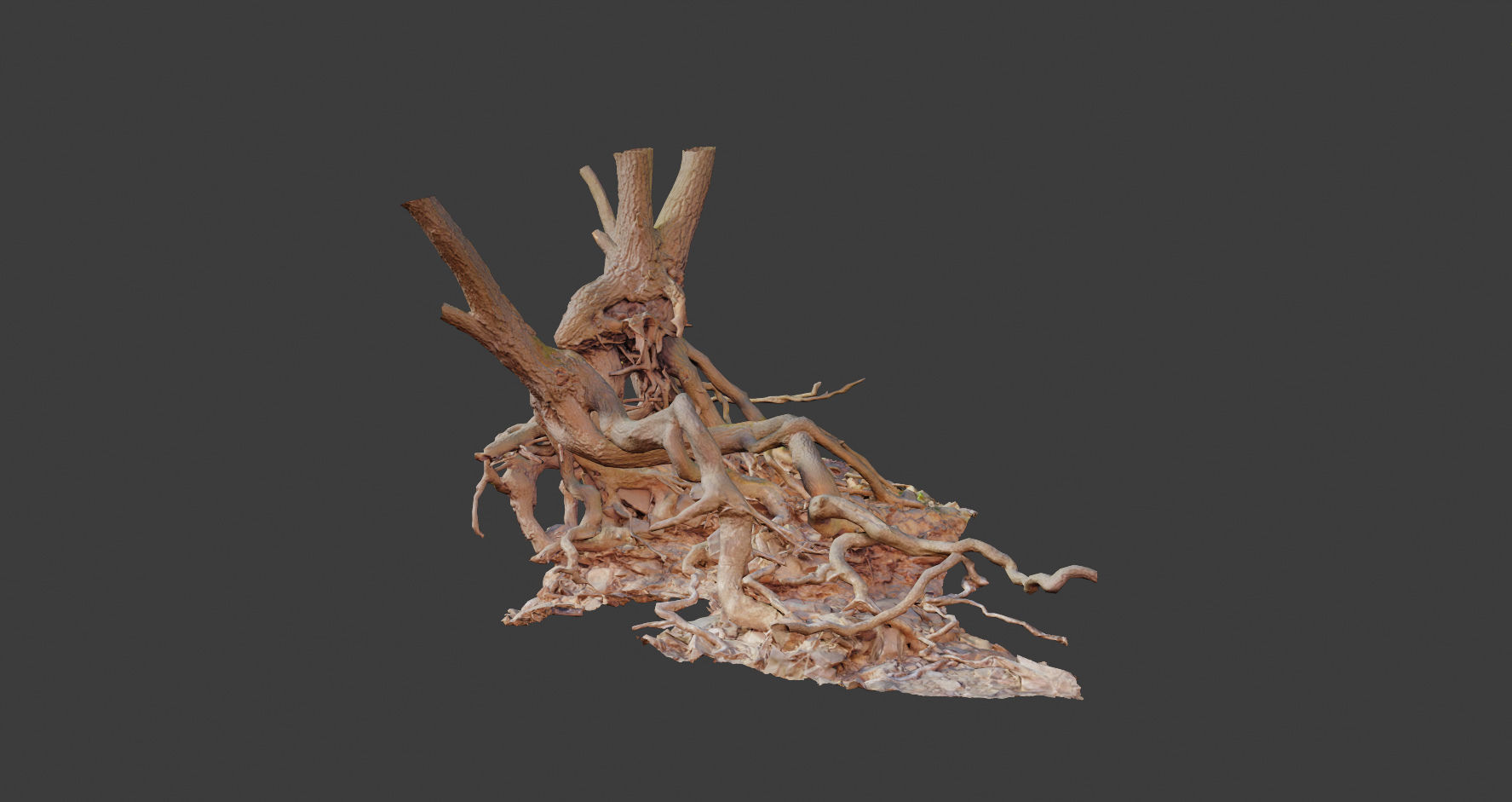 PBR Oak Roots Big Photoscan  Low-poly 3D model_9