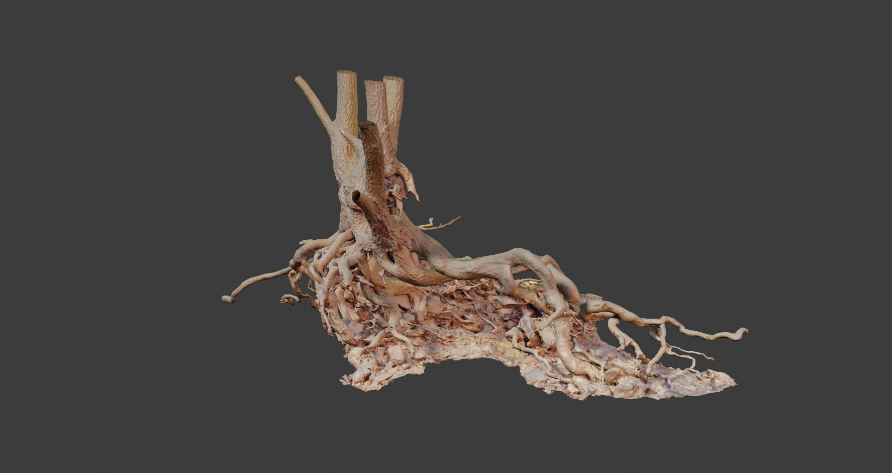 PBR Oak Roots Big Photoscan  Low-poly 3D model_8