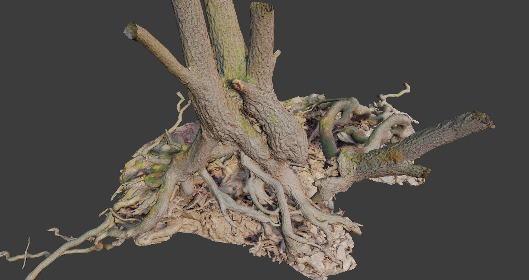 PBR Oak Roots Big Photoscan  Low-poly 3D model_14