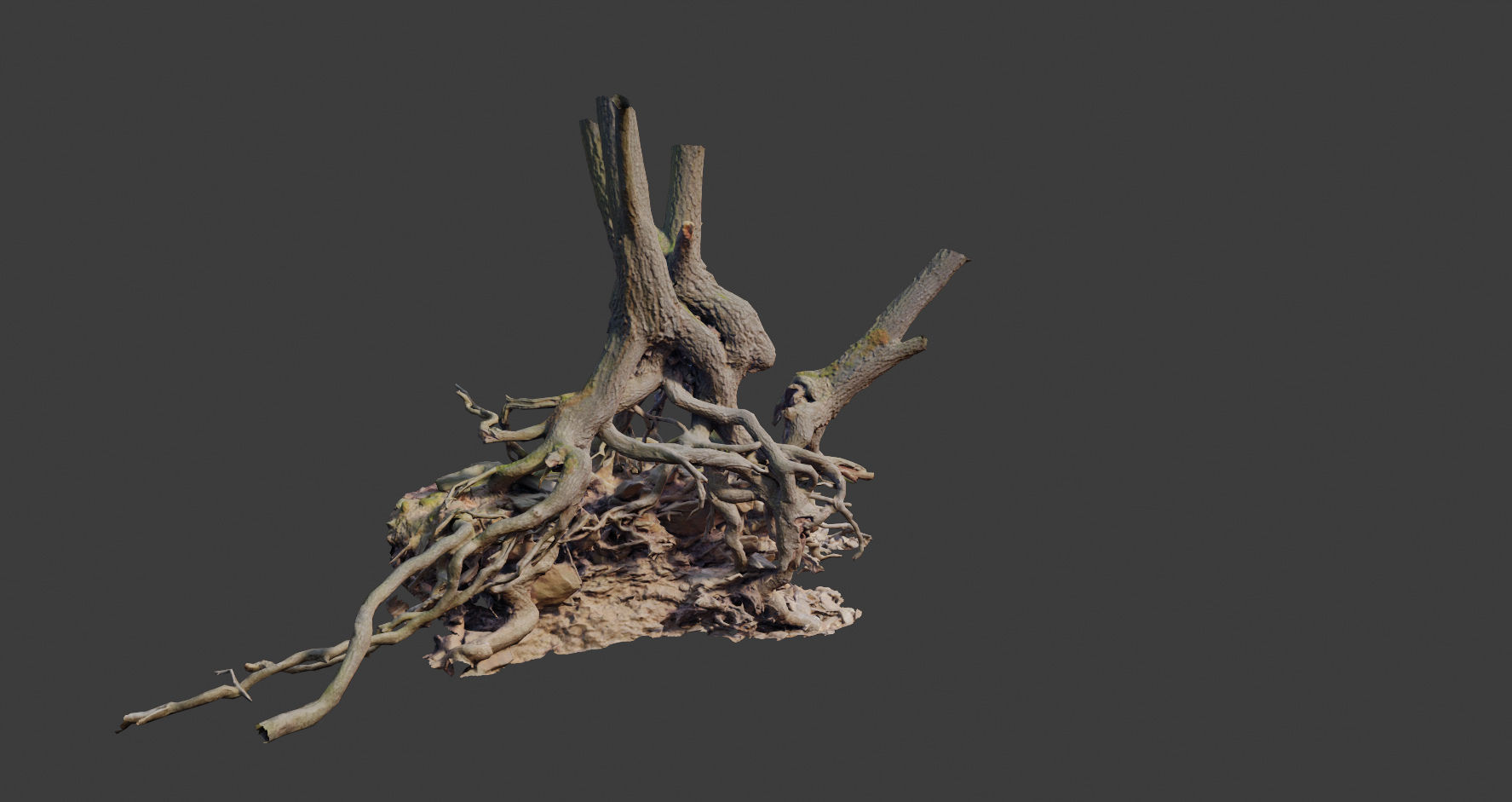 PBR Oak Roots Big Photoscan  Low-poly 3D model_12