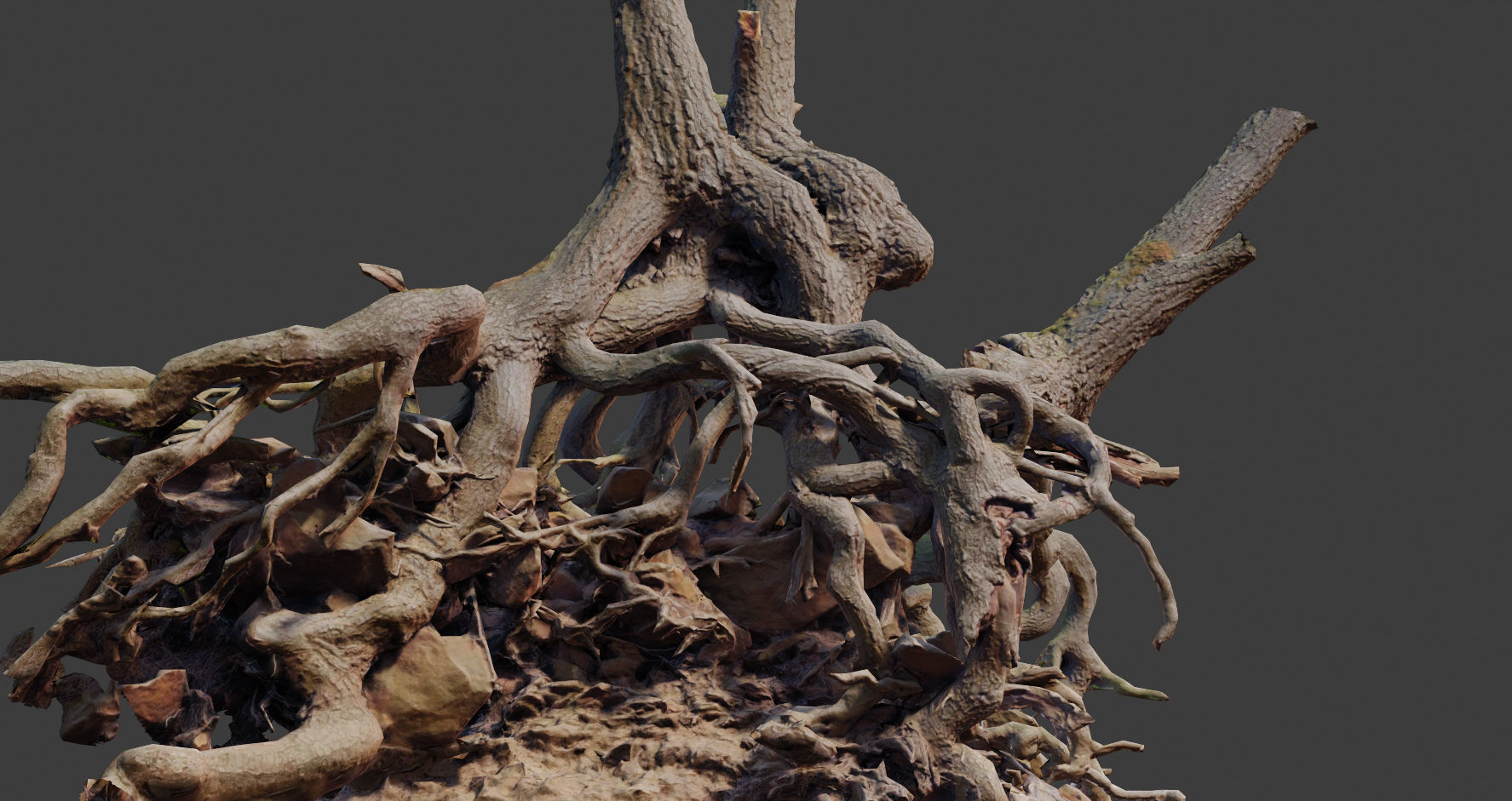 PBR Oak Roots Big Photoscan  Low-poly 3D model_2