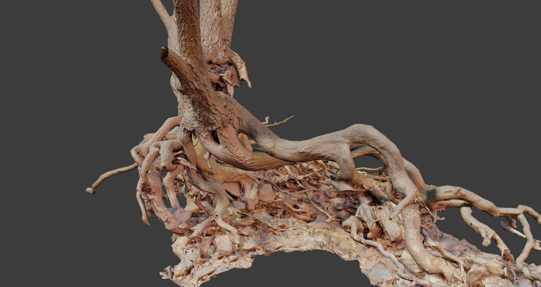 PBR Oak Roots Big Photoscan  Low-poly 3D model_13