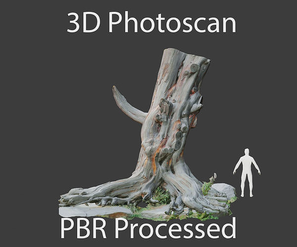 PBR Tree stump dead OLD Photoscan 3D model Low-poly 3D model