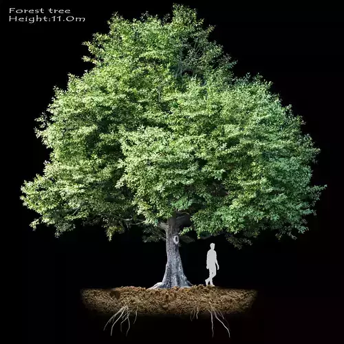 Oak-tree tree with person