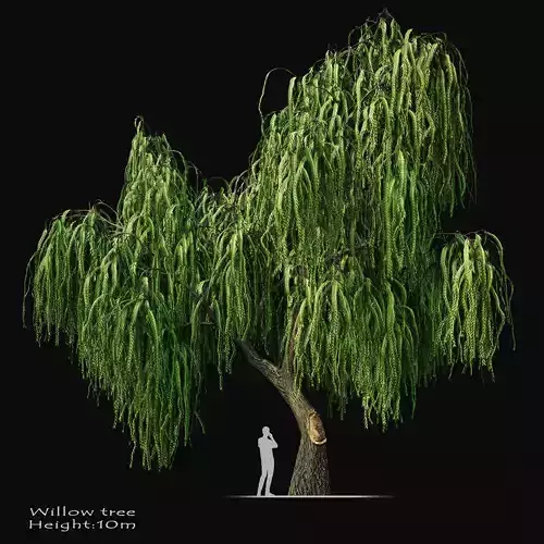 Willow tree 3D model