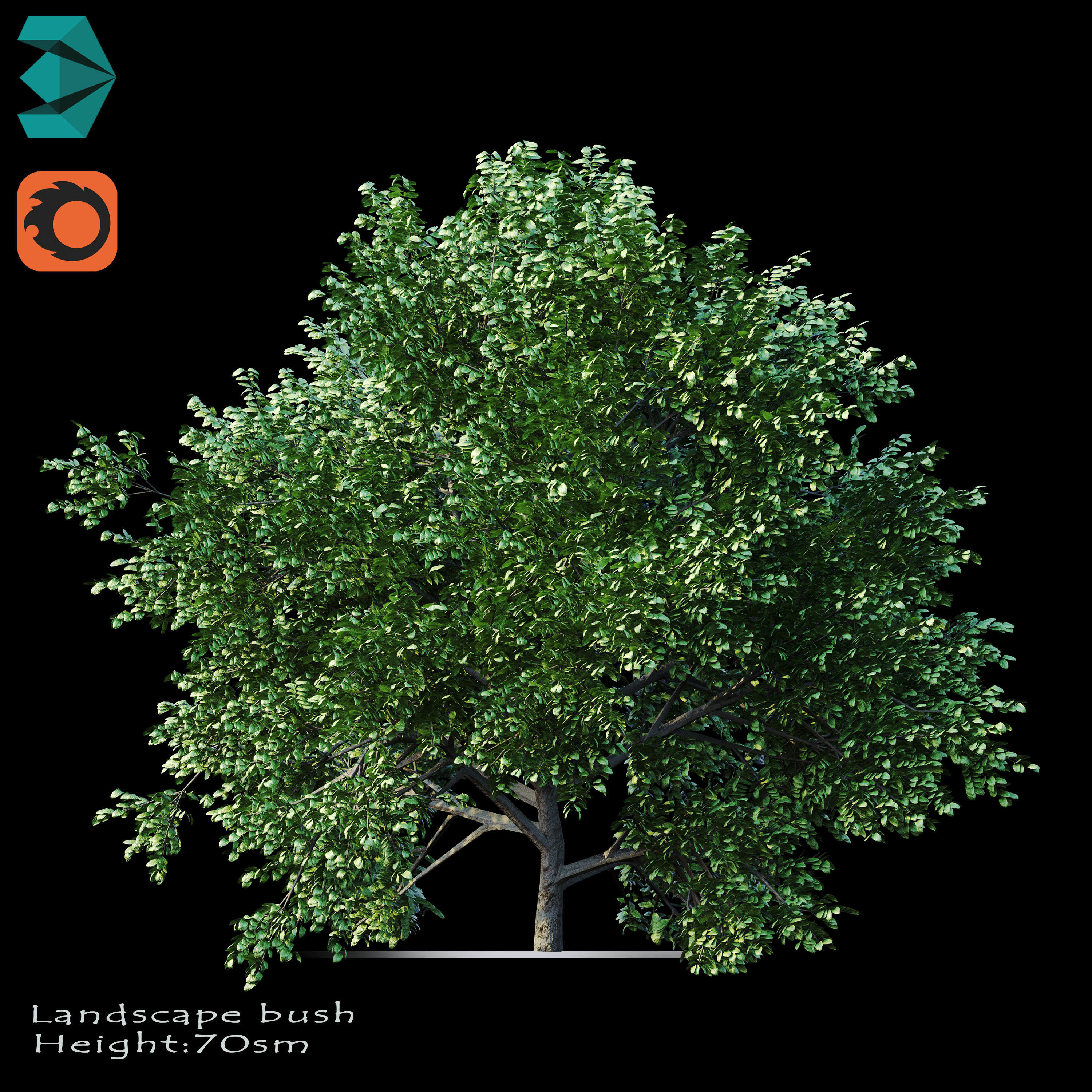 Bushes tree 3D model_1