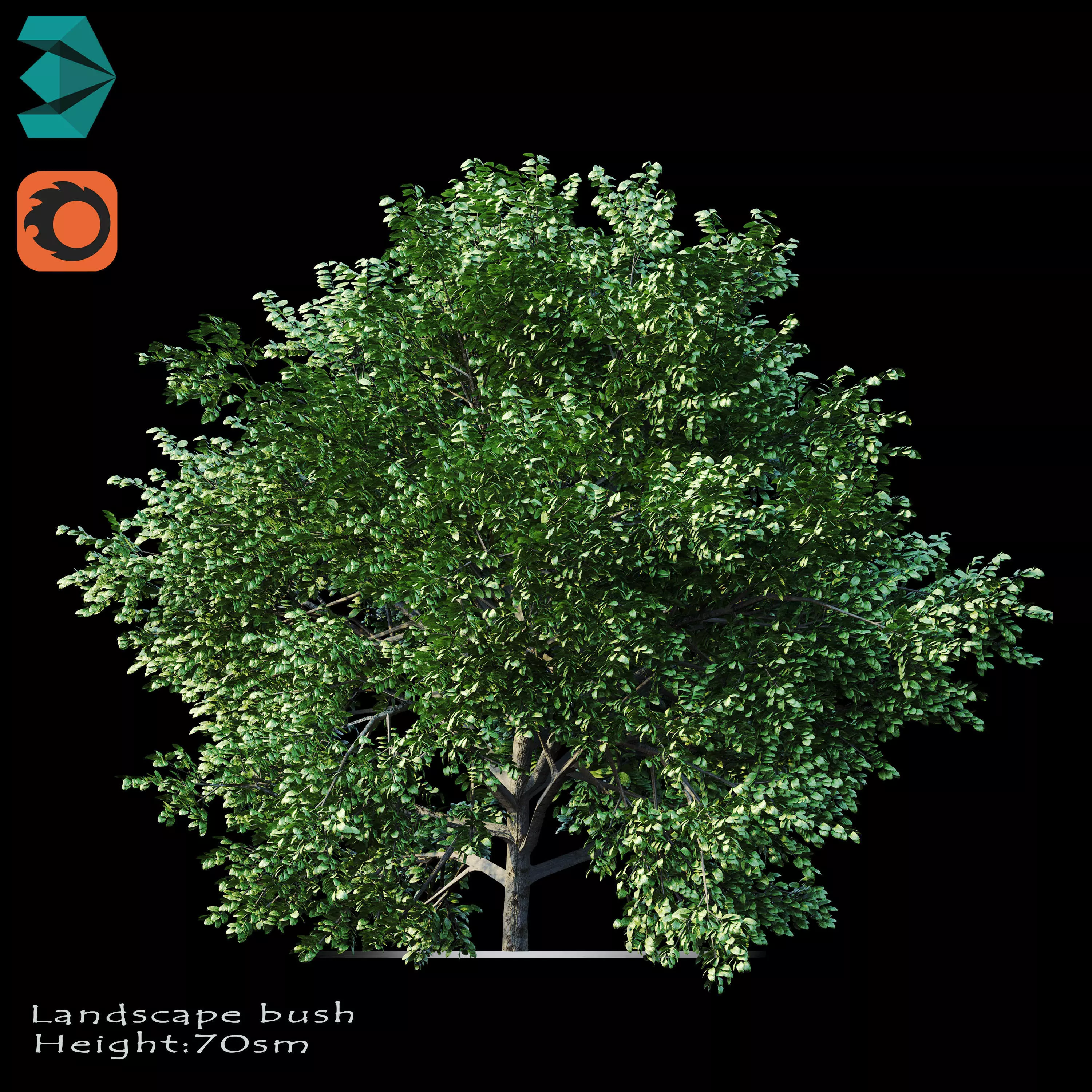 Bushes tree 3D model_0
