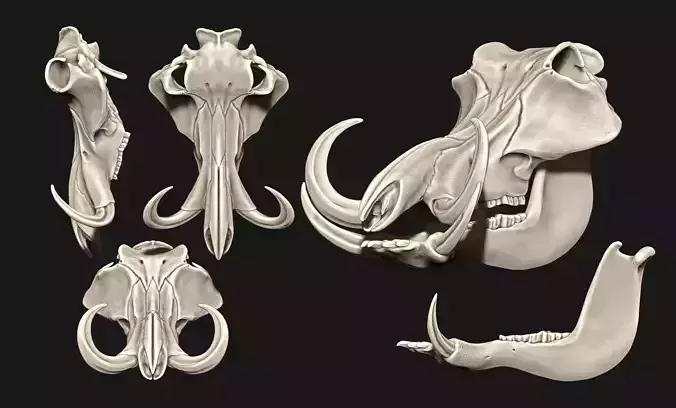 Phacochoerus Skull CNC and 3D print model