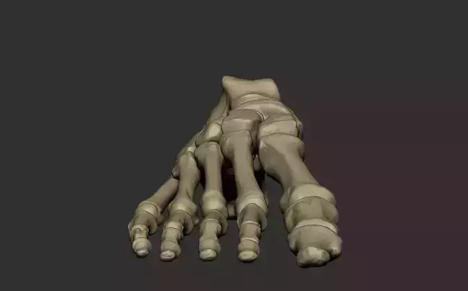 Feet Skeleton 3D print model