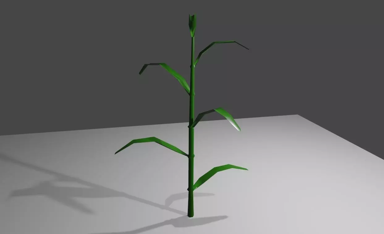 Corn - Plant - Milho - Planta Low-poly 3D model_0