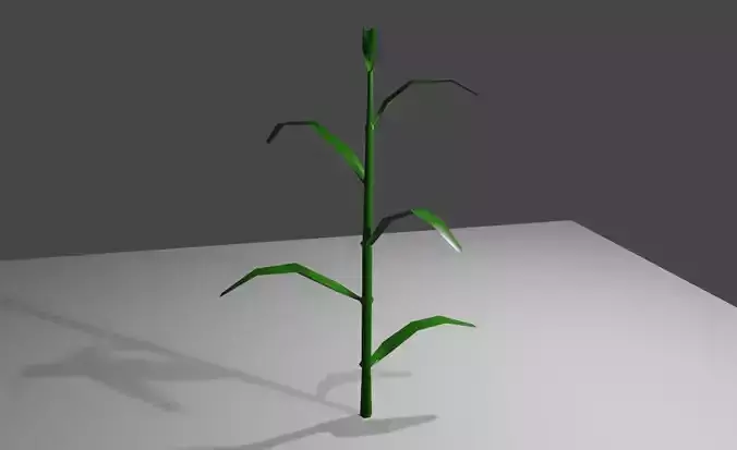 Corn - Plant - Milho - Planta