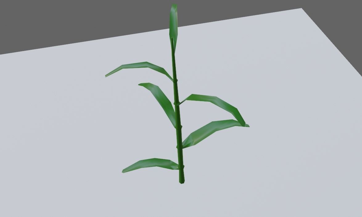 Corn - Plant - Milho - Planta Low-poly 3D model_8