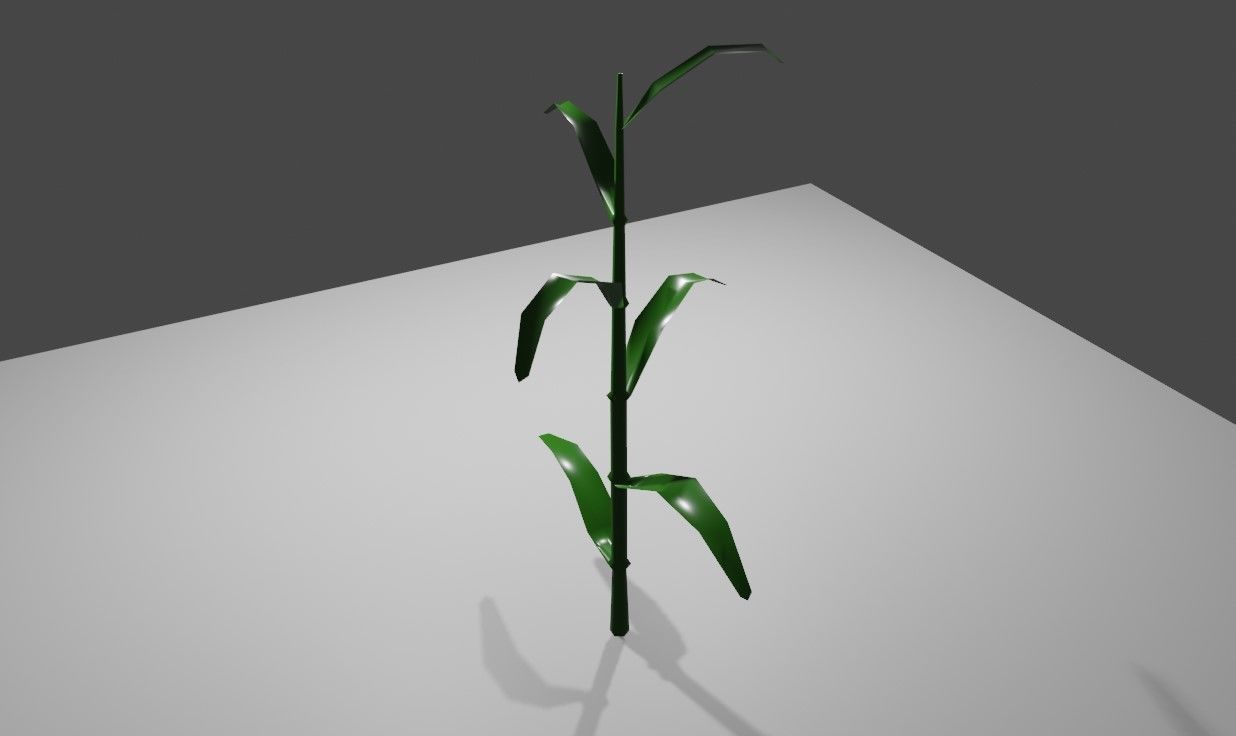 Corn - Plant - Milho - Planta Low-poly 3D model_6