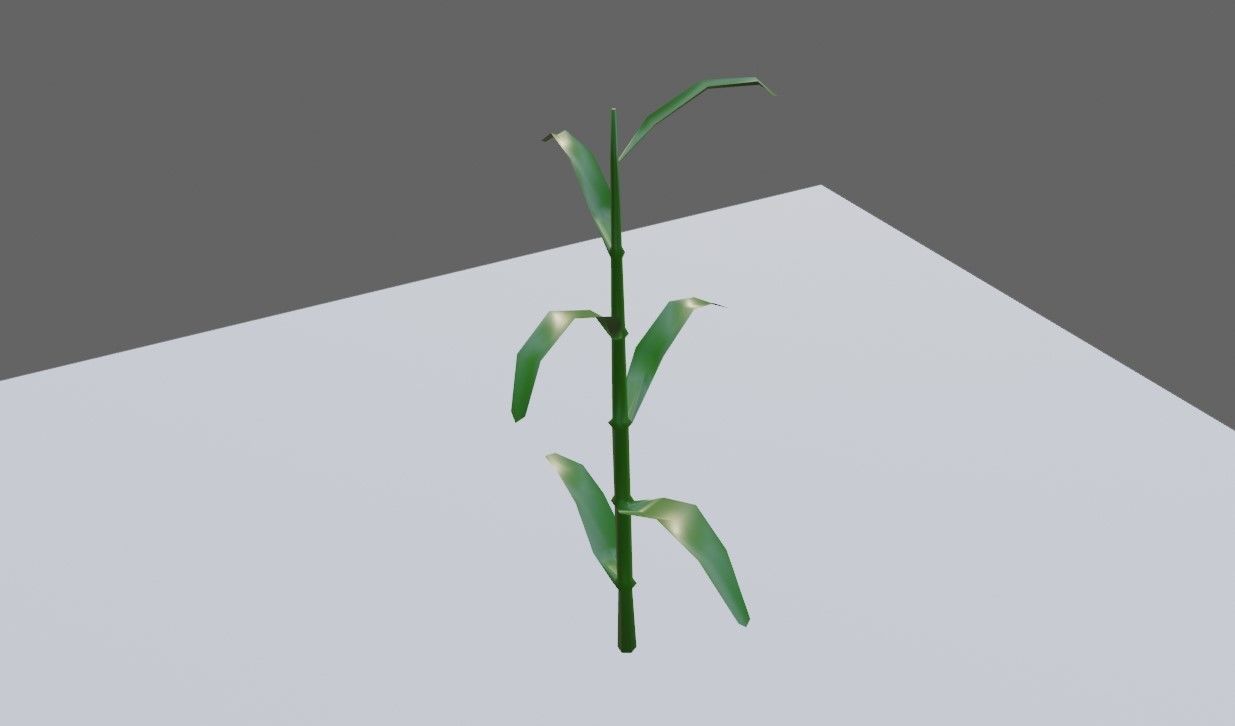 Corn - Plant - Milho - Planta Low-poly 3D model_1