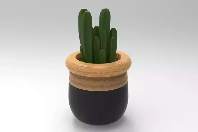Cactus Plant