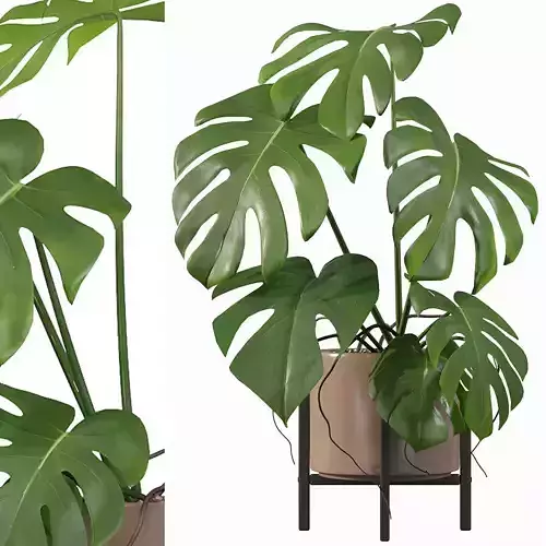 Monstera in modern pot 3D model
