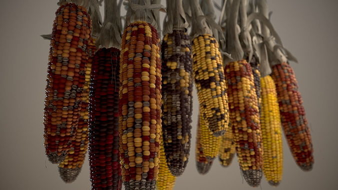 Multicolored Corn 3D model 3
