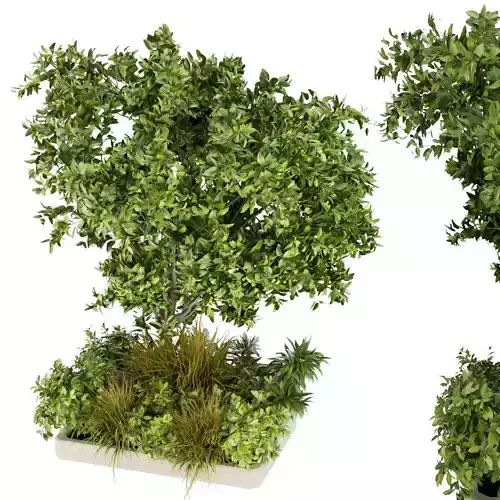 Collection plant vol 258 - outdoor