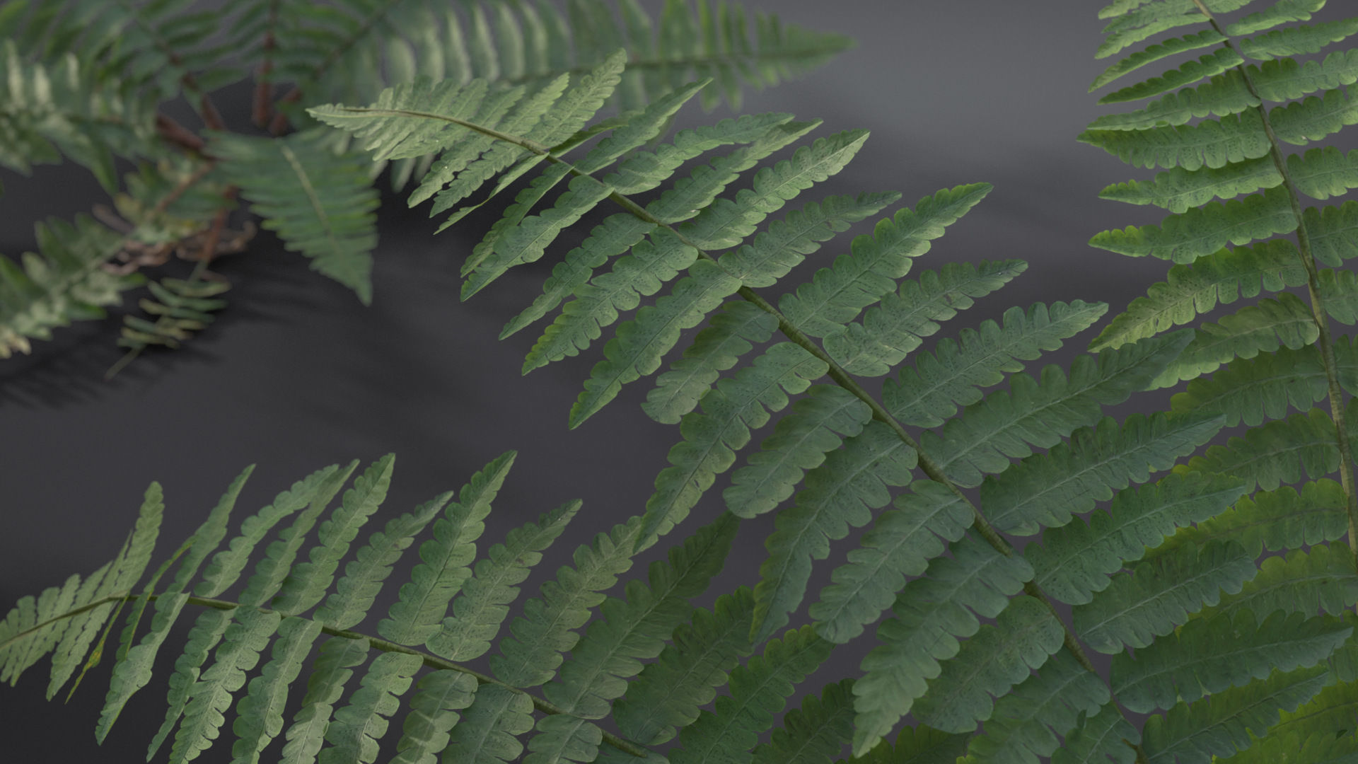 Fern Dryopteridaceae  VFX Grace 3D model_5