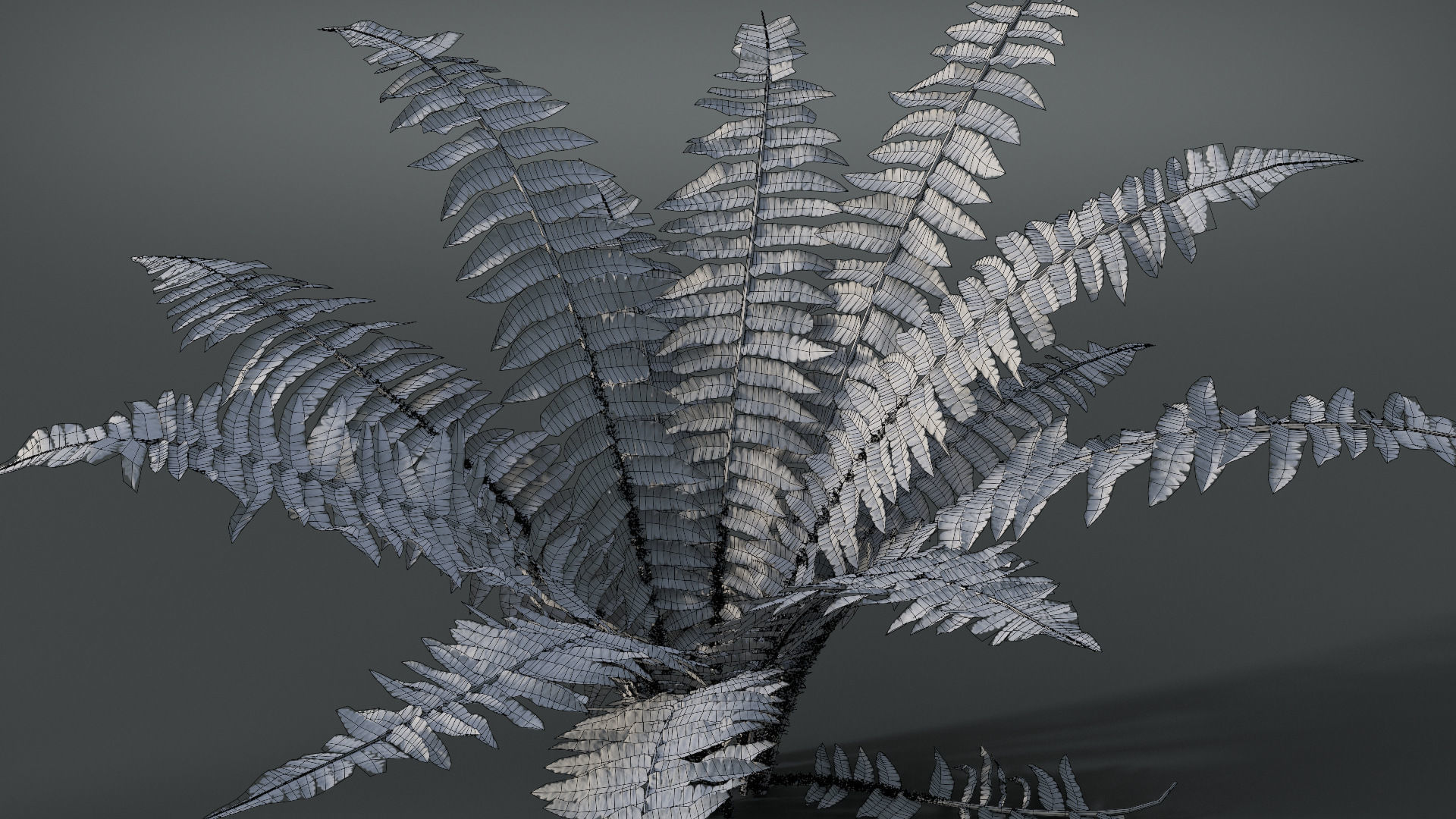 Fern Dryopteridaceae  VFX Grace 3D model_10