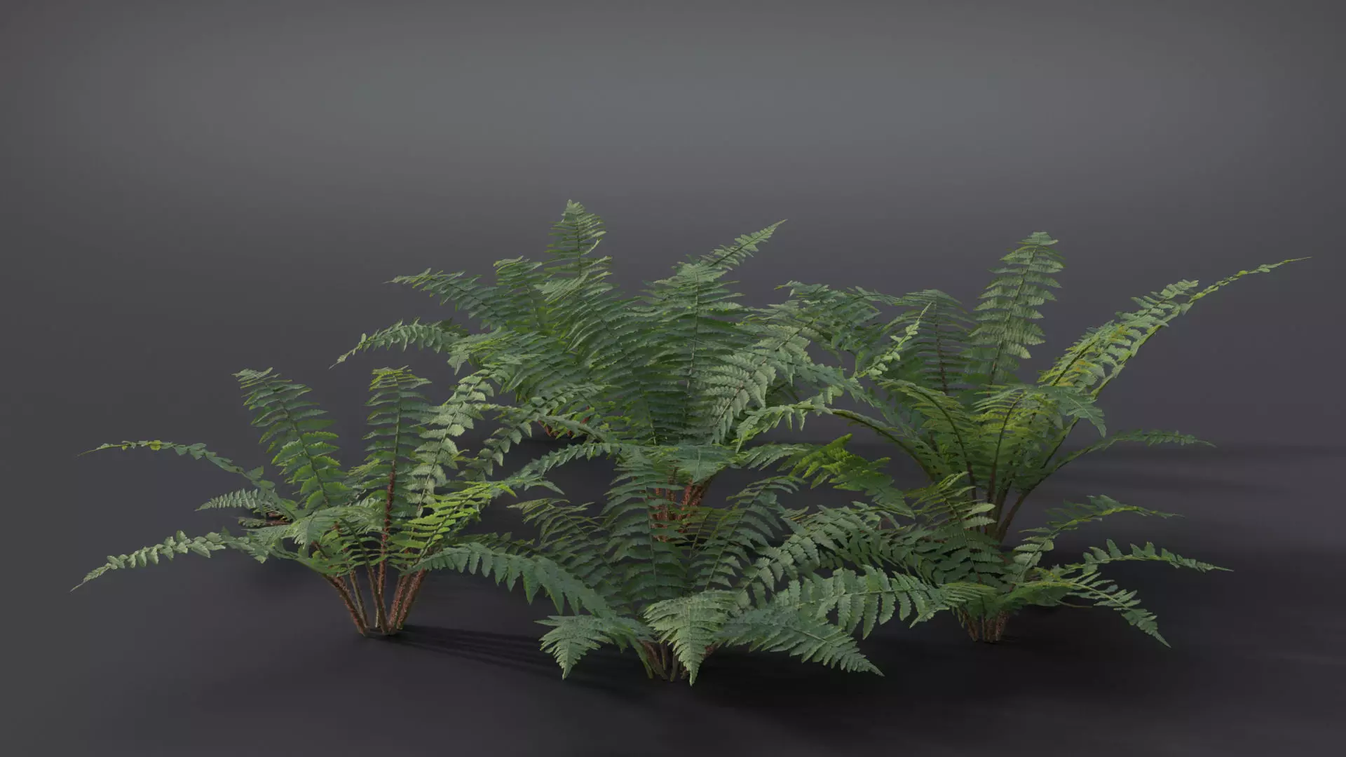 Fern Dryopteridaceae  VFX Grace 3D model_0