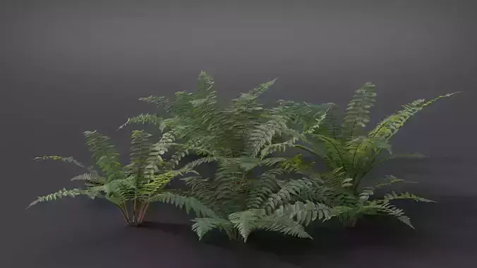 Fern Dryopteridaceae  VFX Grace 3D model