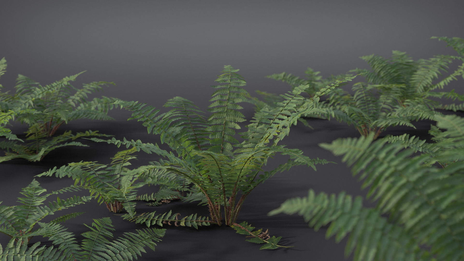 Fern Dryopteridaceae  VFX Grace 3D model_6