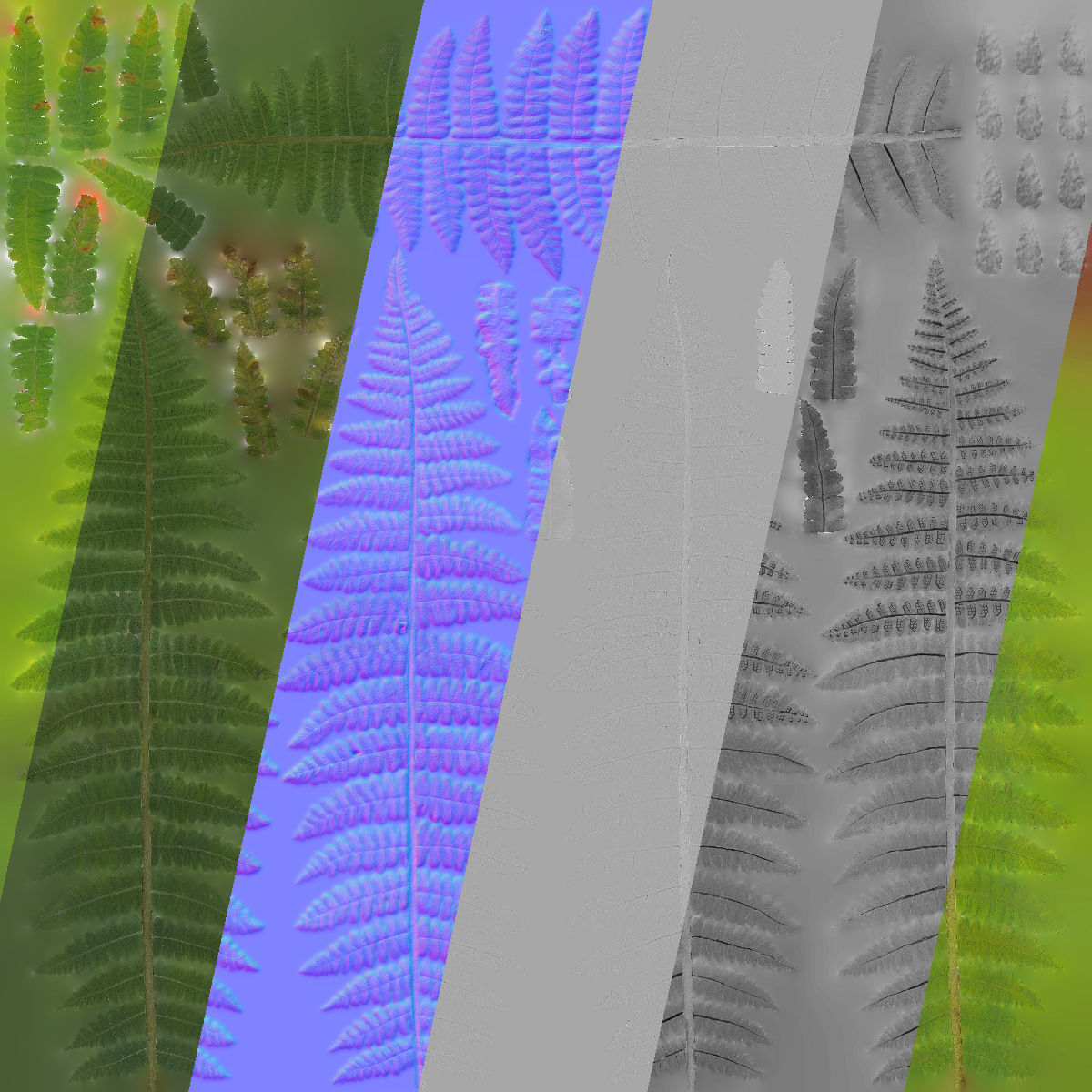 Fern Dryopteridaceae  VFX Grace 3D model_13