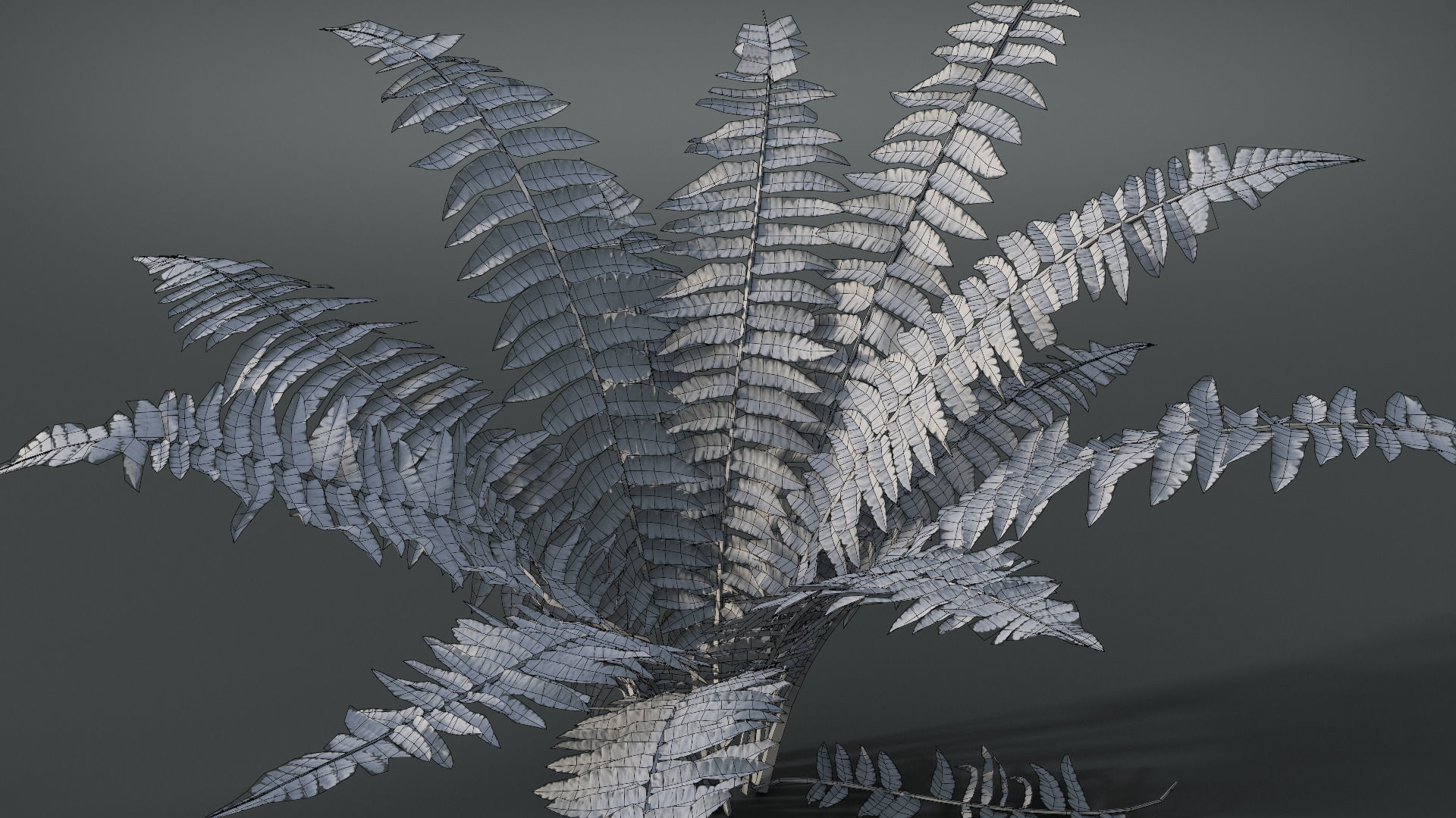 Fern Dryopteridaceae  VFX Grace 3D model_8
