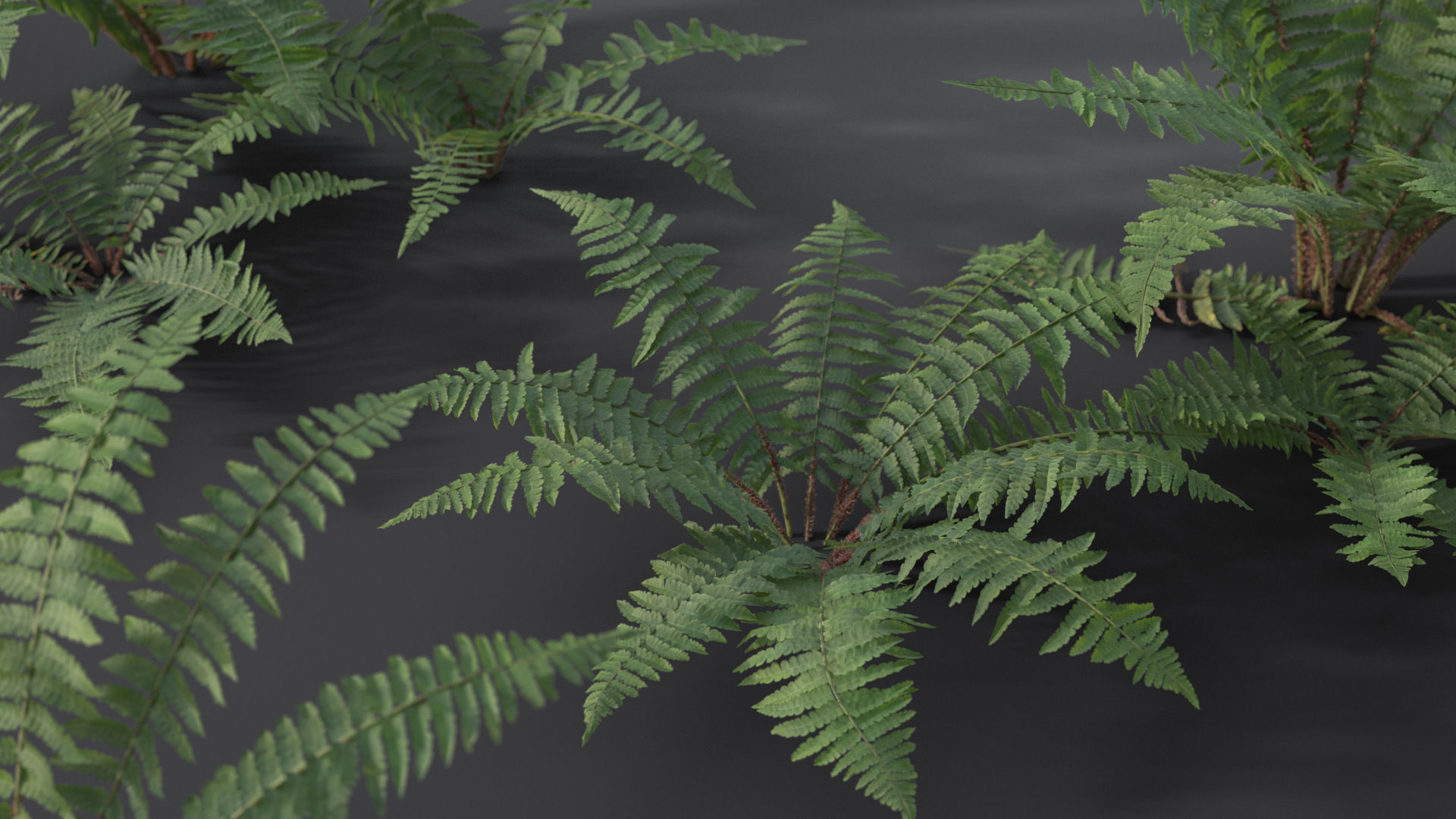 Fern Dryopteridaceae  VFX Grace 3D model_4
